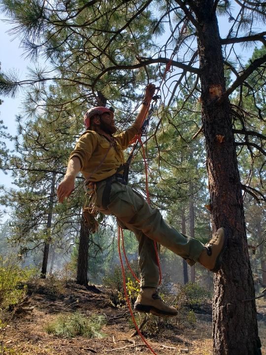 A firefighter in a helmet and harness climbing a pine tree on a rope